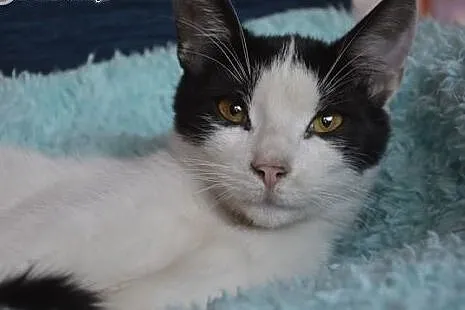Kocurek Jacuś do adopcji,  śląskie Sosnowiec