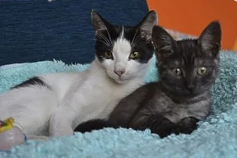 Kocurek Jacuś do adopcji,  śląskie Sosnowiec