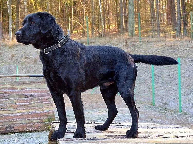 Radar - młody, czarny labrador :)