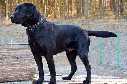 Radar - młody, czarny labrador :)