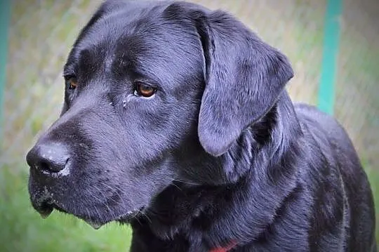 Radar - młody, czarny labrador :)