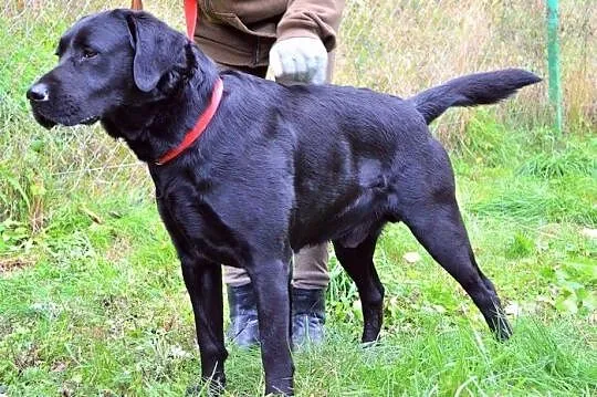 Radar - młody, czarny labrador :)