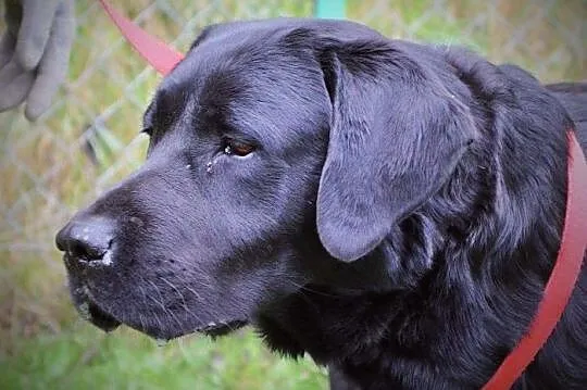 Radar - młody, czarny labrador :)