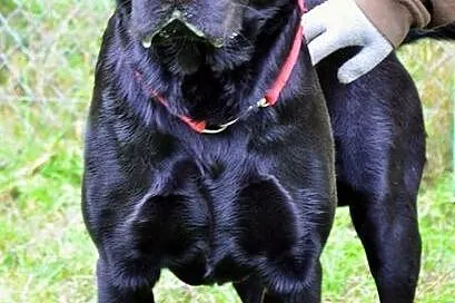 Radar - młody, czarny labrador :)