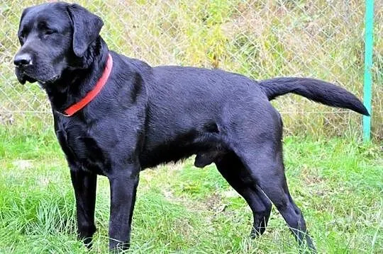 Radar - młody, czarny labrador :)