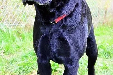 Radar - młody, czarny labrador :)
