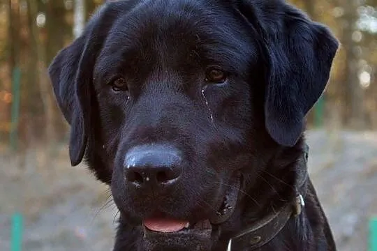 Radar - młody, czarny labrador :)
