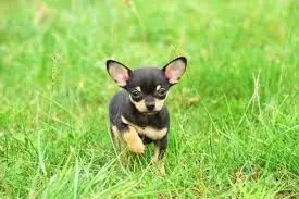 Sprzedam szczeniaki chihuahua, samca i samicę. Osoby zainteresowane prosimy o kontakt., , Wałbrzych