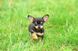 Sprzedam szczeniaki chihuahua, samca i samicę. Osoby zainteresowane prosimy o kontakt.