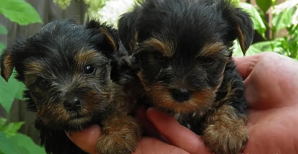Yorki z rodowodem