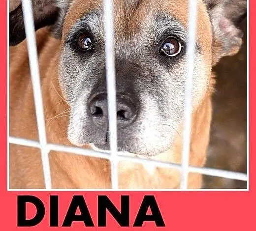 Starsza suczka amstaff mix,łagodna DIANA prosi o d