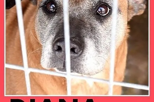 Starsza suczka amstaff mix,łagodna DIANA prosi o d