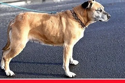 Starsza suczka amstaff mix,łagodna DIANA prosi o d