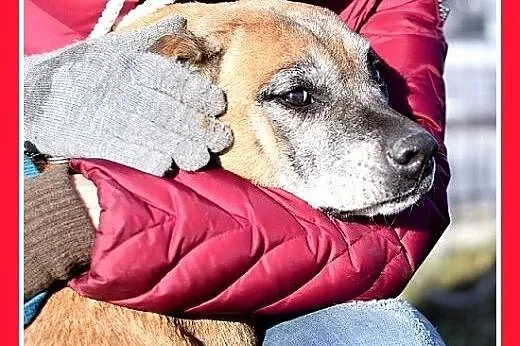 Starsza suczka amstaff mix,łagodna DIANA prosi o d