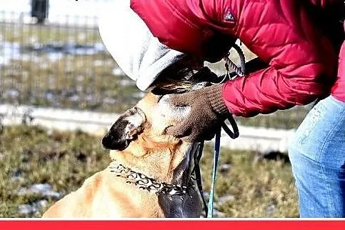 Starsza suczka amstaff mix,łagodna DIANA prosi o d