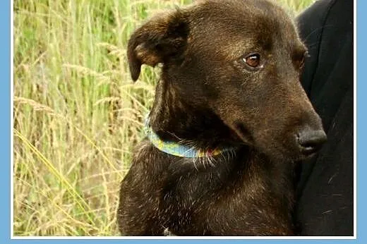 Czekoladowa,urocza,młodziutka sunia COFI,łagodna ,przytulaśna.Adopcja.,  małopolskie Kraków