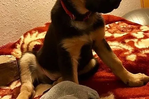 MIKA - psia pannica, co każdego zachwyca :),  mazo