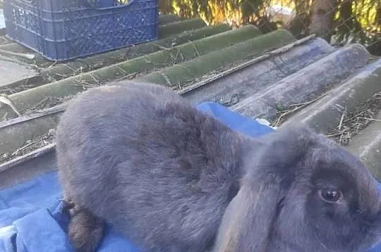 SAMiCA baran francuski niebieski, Lubelskie, Kozubszczyzna