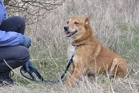 GABRYSIA to delikatna sunia, daj jej dom, prosimy!