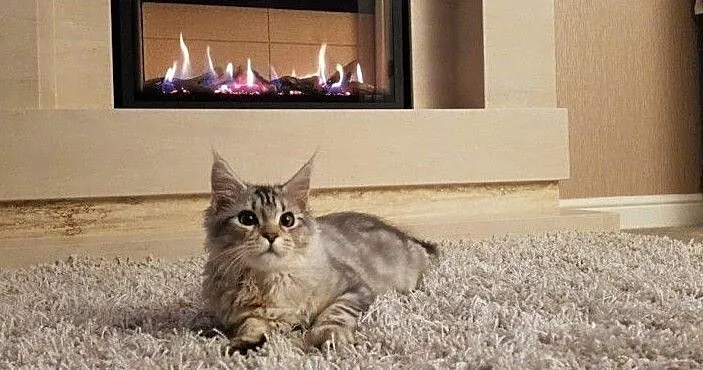 kociaki mainecoon dostepne, , Szczyrk