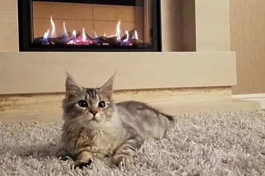 kociaki mainecoon dostepne, , Szczyrk