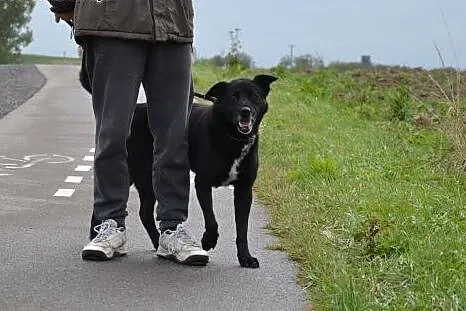 Czarnych psów nikt nie chce... :( A Lucek musi mie
