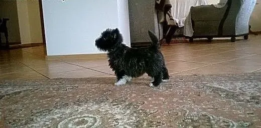 Hybrydy. West-Cairn Terrier! Zdrowe i wesołe szcze