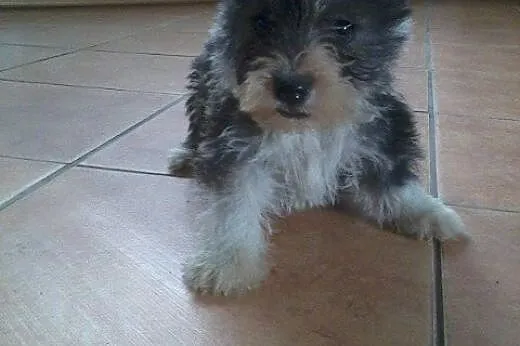 Hybrydy. West-Cairn Terrier! Zdrowe i wesołe szcze