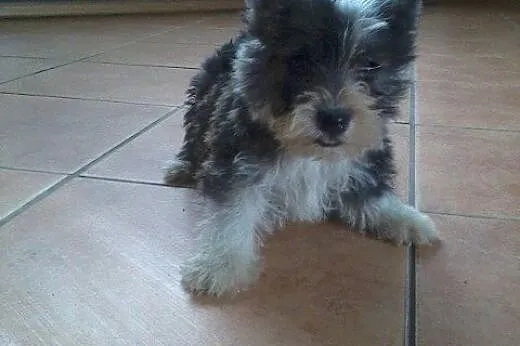 Hybrydy. West-Cairn Terrier! Zdrowe i wesołe szcze