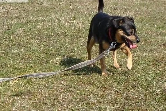 Całe życie na łańcuchu odmień jego los pokochaj go, , Wrocław