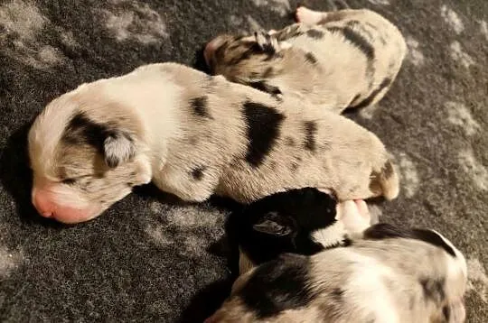 Border collie blue merle