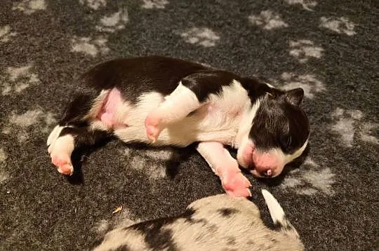 Border collie blue merle, Mazowieckie, Dziekanów Leśny