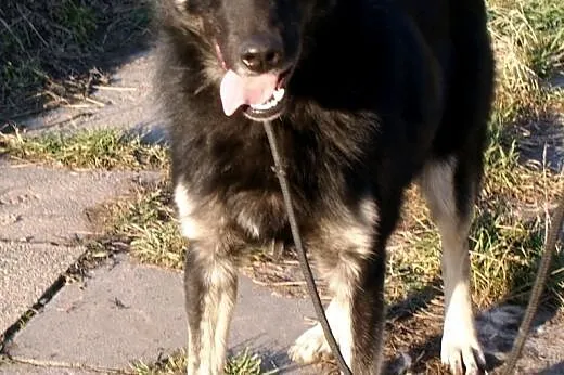 Faron piękny, łagodny, energiczny mix owczarek szuka domu ADOPCJA,  małopolskie Kraków