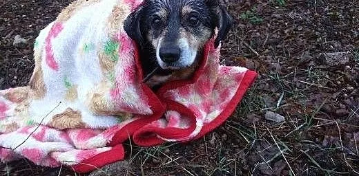 Prosimy o ratunek i dom dla tego maleństwa PILNE,