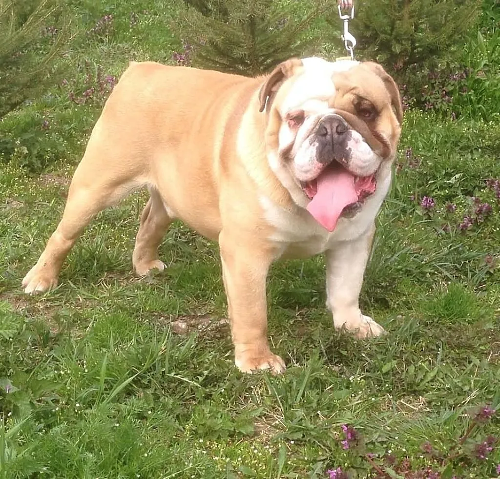 Buldog Angielski