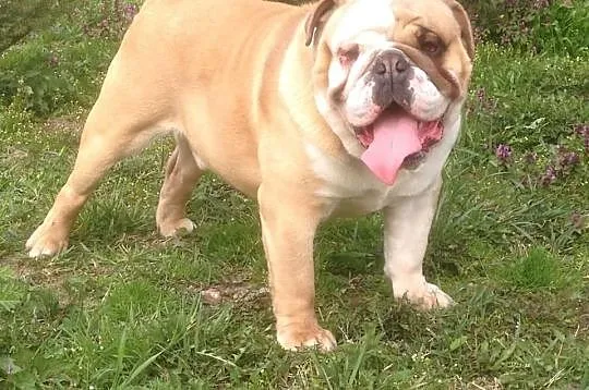 Buldog Angielski