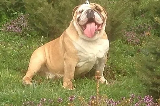 Buldog Angielski