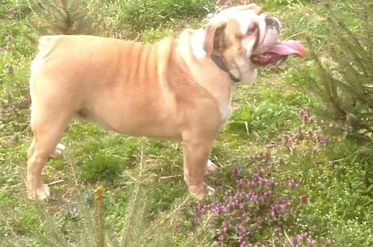 Buldog Angielski
