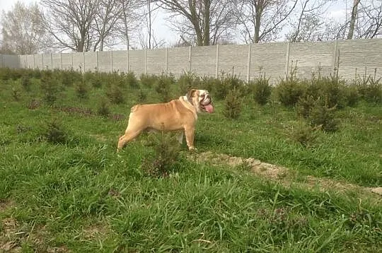 Buldog Angielski