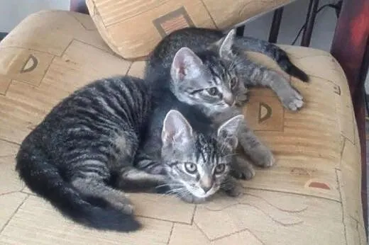 Ele - mele - dutki do adopcji!!,  łódzkie Łódź