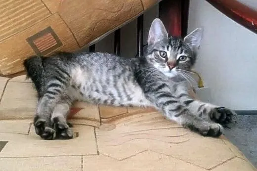 Ele - mele - dutki do adopcji!!,  łódzkie Łódź