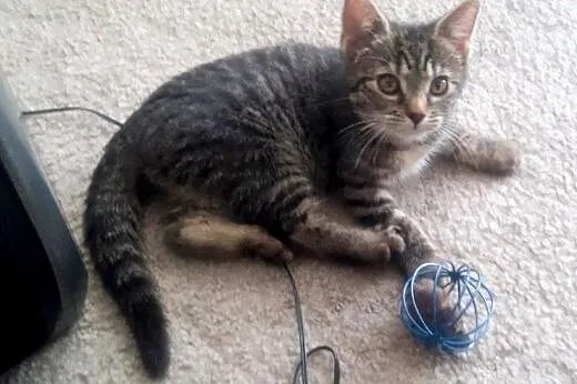 Ele - mele - dutki do adopcji!!,  łódzkie Łódź