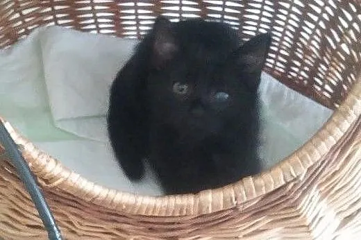 Ele - mele - dutki do adopcji!!,  łódzkie Łódź