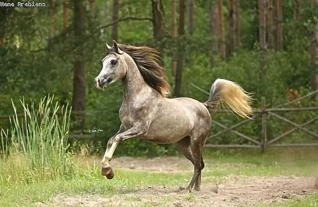 HADBAN ogier arabski (Halala x Hassan Ashiraf)