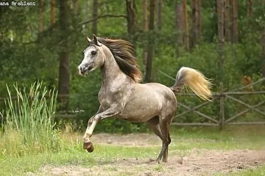 HADBAN ogier arabski (Halala x Hassan Ashiraf)