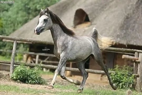 HADBAN ogier arabski (Halala x Hassan Ashiraf)