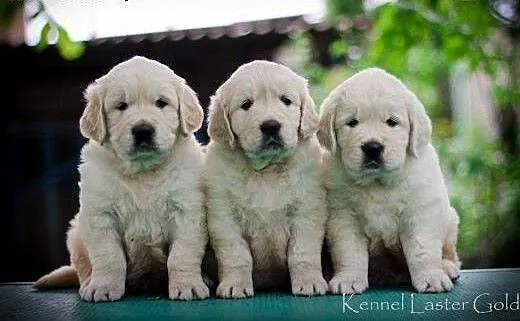 Szczenięta golden retriever, podlaskie Białystok