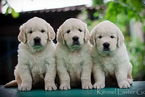Szczenięta golden retriever,  podlaskie Białystok