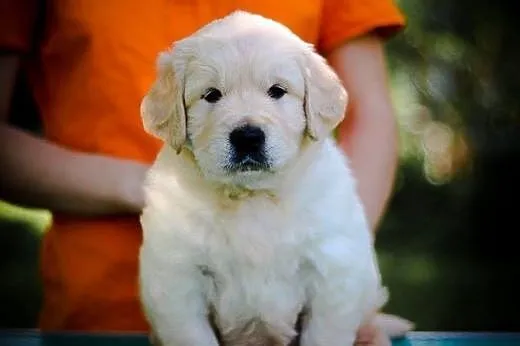 Szczenięta golden retriever,  podlaskie Białystok