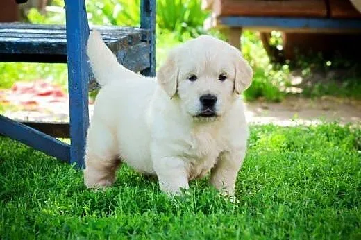 Szczenięta golden retriever,  podlaskie Białystok